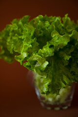 Lettuce leaves on colored background