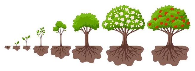 Fotobehang Tree growth cycle. Agriculture growing plant, apple bush change. Isolated planting concept, cartoon garden fruits blossom. Germinating seed, garish vector scene © LadadikArt
