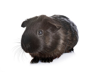 guinea pig in studio