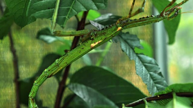 Large green Indonesian beetle the Phasmatoptera cyphocraniu gigas from the family of fowl sitting on the leaves