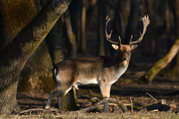 Fallow deer in the woods