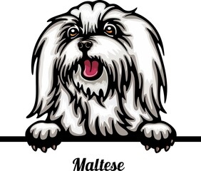 Maltese - Color Peeking Dogs - dog breed. Color image of a dogs head isolated on a white background