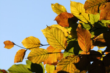 Buchenlaub im Herbst