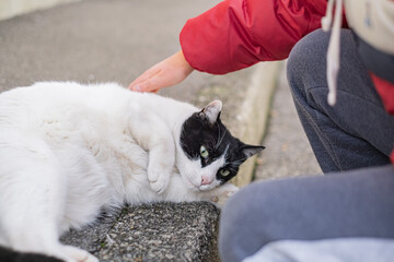 Childs hand closeup caresses a fluffy cat outdoors