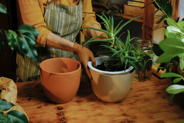 Gardener replanting aloe vera houseplant into ceramic pot. Home gardening, greenery concept. 