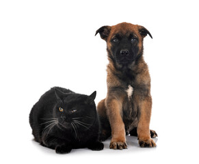 puppy malinois and cat in studio