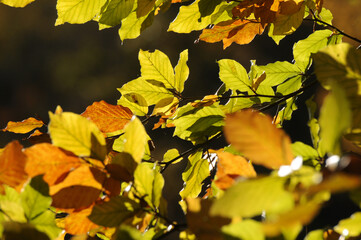Buchenlaub im Herbst