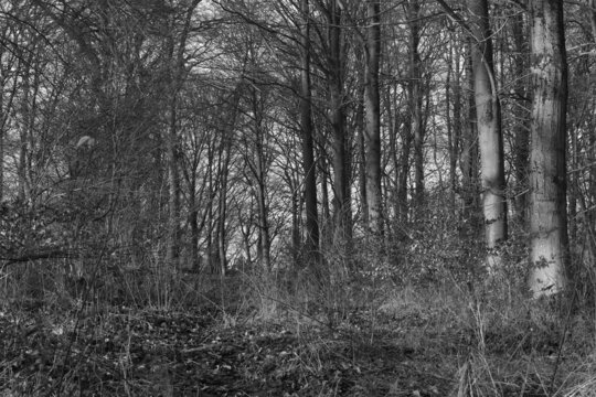 trees in the forest on a autumn day