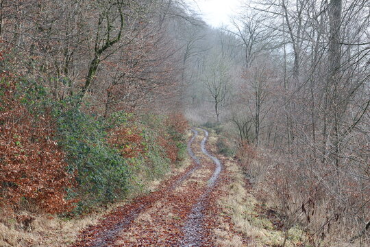 trail in the woods on a autumn day