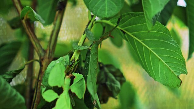 Leaf Insect the green Phylliidae sticking under a leaf and well camouflaged and themes towards the stem