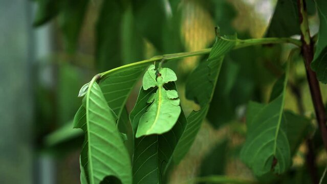 Leaf Insect the green Phylliidae sticking under a leaf and well camouflaged and themes towards the stem