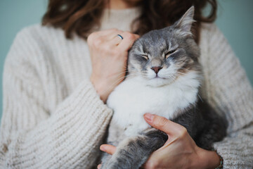 Beautiful fluffy gray cat pet with yellow eyes sitting in the arms of the owner woman