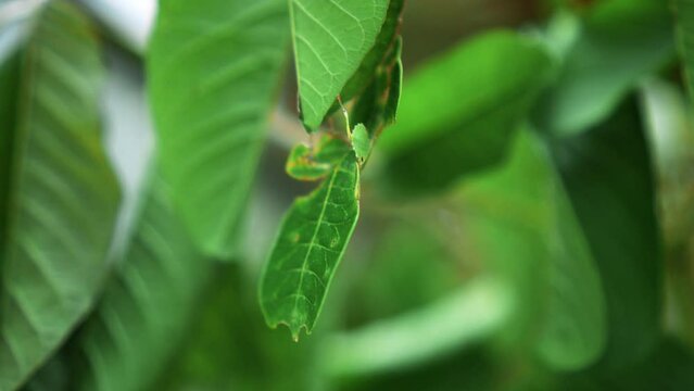 Leaf Insect the green Phylliidae sticking under a leaf and well camouflaged and themes towards the stem