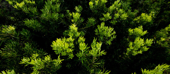 Close up flora in the spring