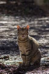 Grey cute cat staring with tongue outside while sitting on the soil outdoor