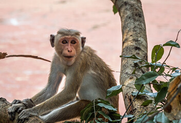 Makaken (Affen) auf Sri Lanka