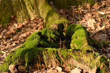 tree mosses in the forest