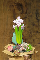 jacinto rosa flor de la constancia sobre fondo de madera 4M0A1915-as22