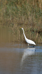 great egret wades in the water while hunting for fish