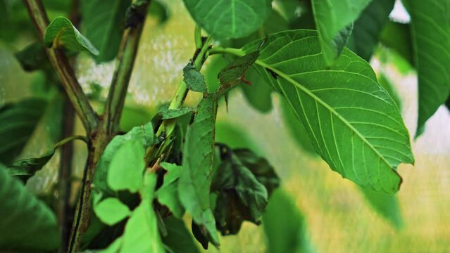 Leaf Insect the green Phylliidae sticking under a leaf and well camouflaged and themes towards the stem