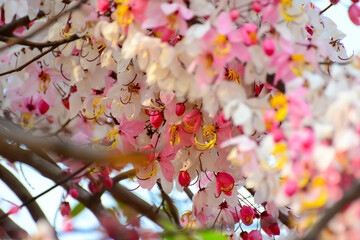 sky, cassia, park, wishing tree, colorful, sakura, botanical, cherry, petal, beauty, stem, shower, bouquet, summer, bright, botany, floral, white, bloom, flora, tropical, thailand, garden, flower