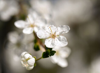 tanti e piccoli fiori di susino