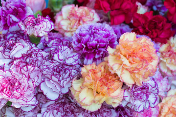 Close-up of a group of bouquets of beautiful carnations of incredible colors.