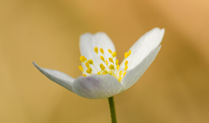 white flower of wood anemone (Anemonoides or Anemone nemorosa) or windflower, thimbleweed, smell fox