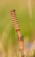 early flower of field or common horsetail (Equisetum arvense)