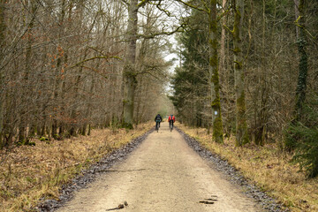 Obraz premium bike ride through the woods, beautiful day