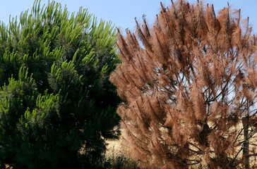 Canlı ve Kurumuş iki çam ağacı