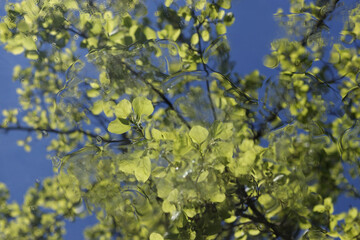 Beautiful Spring green natural background. Beauty in nature.  Spring green tree on soft focus sky background. Nature in spring. Green planet. Ecology. Environmental protection concept. Copy space.