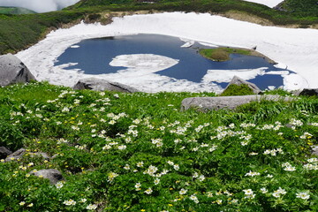 雪解けの鳥海湖とハクサンイチゲの群生