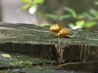 Armillaria mellea in a forest undergrowth