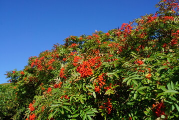 青空に映えるナナカマドの赤い実