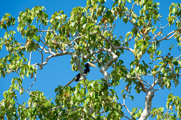 Birds in the National Park Yala, Sri Lanka