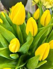 Obraz premium bouquet of tulips