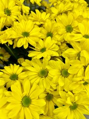 yellow chrysanthemum flowers