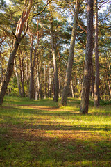 Fototapeta premium Im Nadelwald mit Fichten im Sommer.