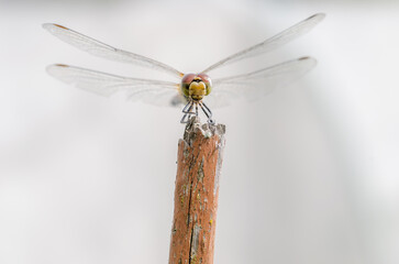 Dragonfly sits on a white background.