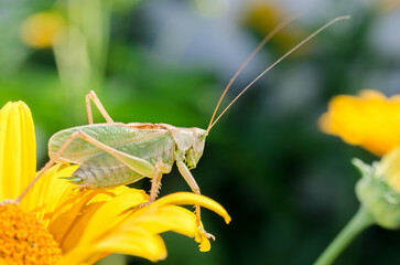 Green locust sitting on a yellow flower.
