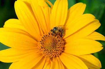 Bee pollinates a yellow flower.