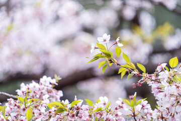 Beautiful Yoshino Sakura Cherry Blossom is blooming with sprout in Alishan National Forest Recreation Area in Taiwan.