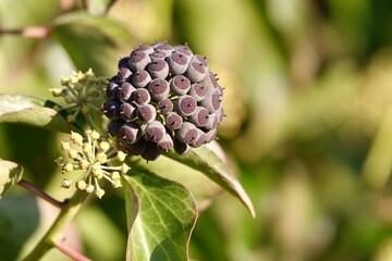 Purple ripe berries of common ivy. Ivy berries are somewhat poisonous to humans, but ivy extracts are part of current cough medicines. High quality photo