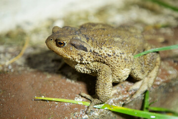 The toad is sitting on the surface. The study of amphibian animals. Fauna and zoology.
