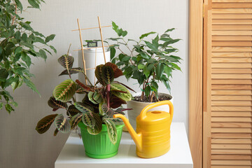 Different beautiful indoor plants pot home organization