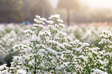 White chrysanthemum flowers that blooming beautifully in the garden