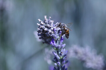 Çiçek üzerinde arı