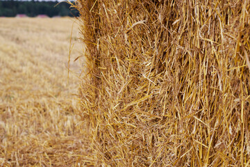 wheat field with straw bale after harvesting