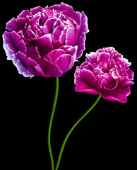 pink   peonies flowers  on black isolated background with clipping path.  Flowers on the stem.  Closeup. For design. Nature.